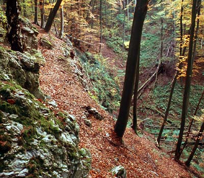 Schluchtwald / Erdfall Blossenberg