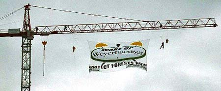 Banner: WAKE UP Weyerhaeuser - PROTECT FOREST NOW